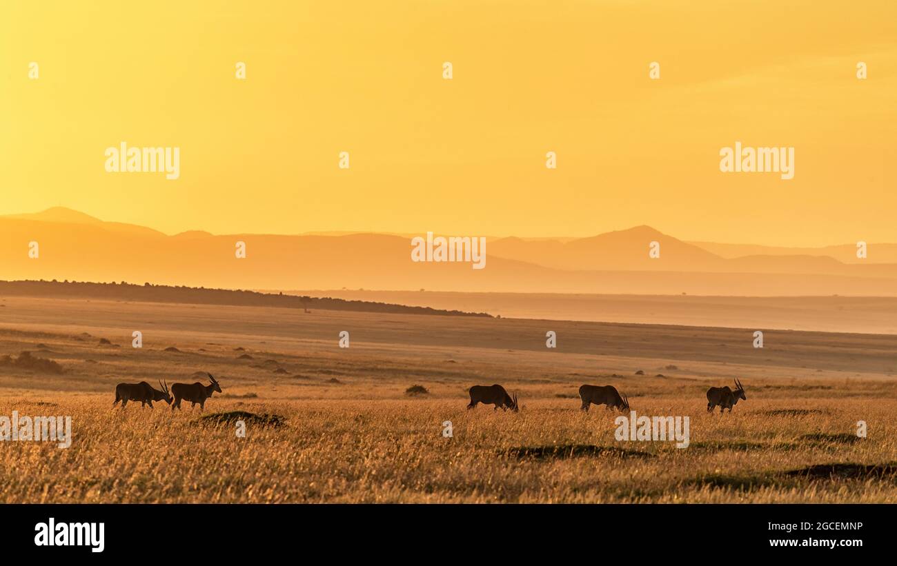 A herd of common eland, tragelaphus oryx, grazing in the grassland of the Masai Mara, Kenya, in early morning sunlight. Stock Photo