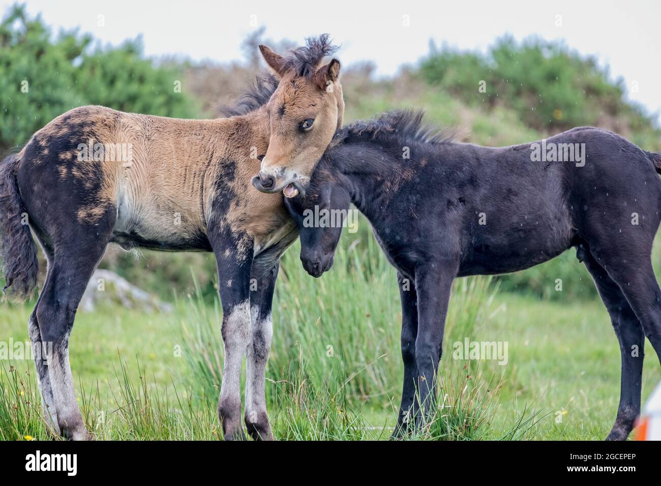 Pair of young playful wild  Dartmoor ponies nuzzling one another Stock Photo