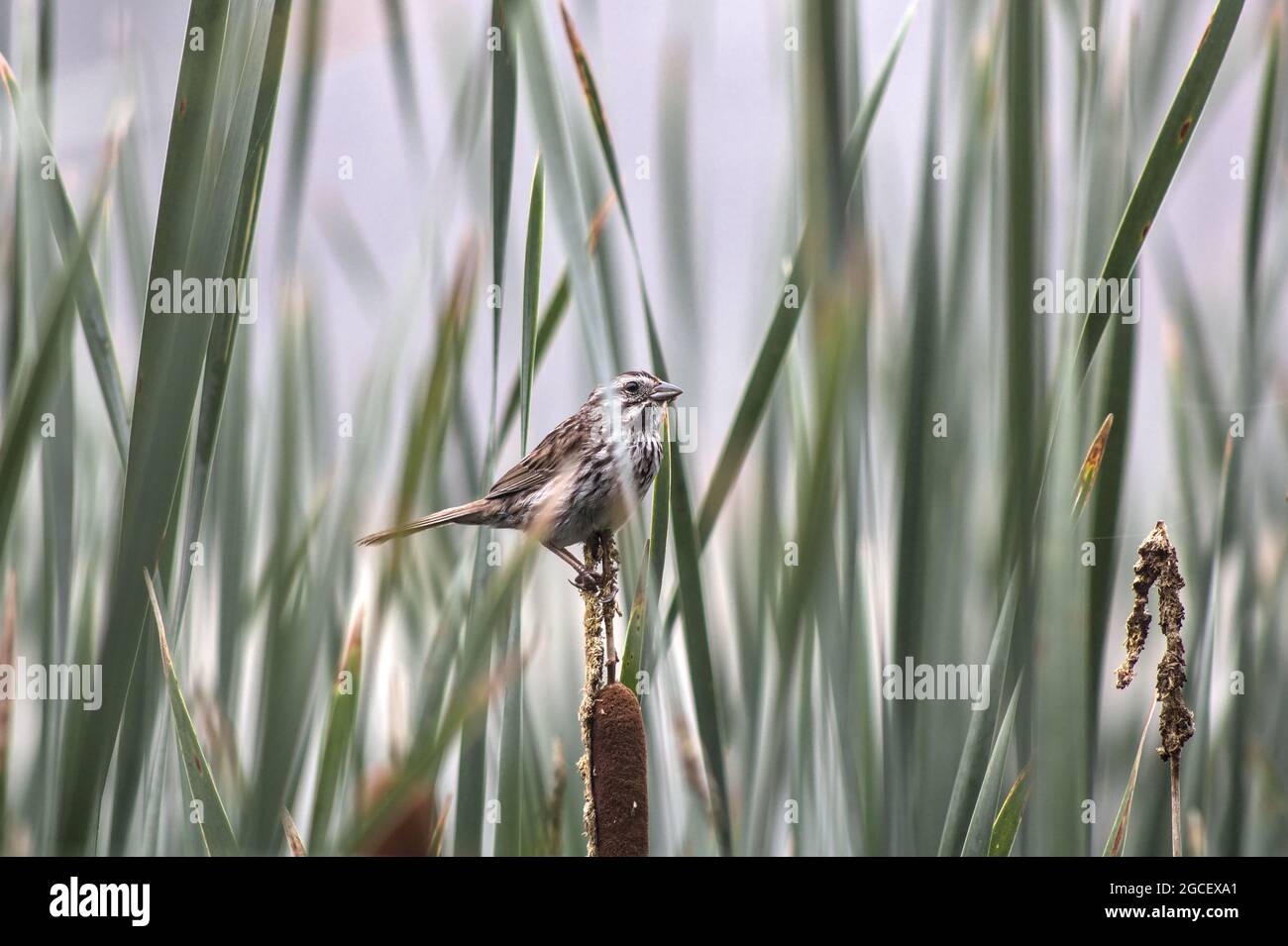 Song Sparrow (Melospiza Melodia) Perching on Cattail in Ontario, Canada Stock Photo