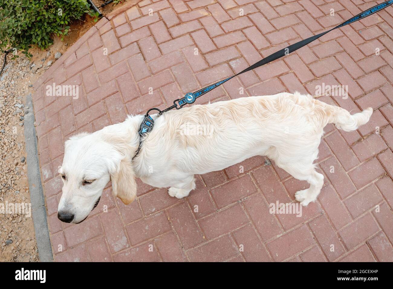 23 February 2021, Dubai, UAE Happy Golden retriever dog with Kiwi