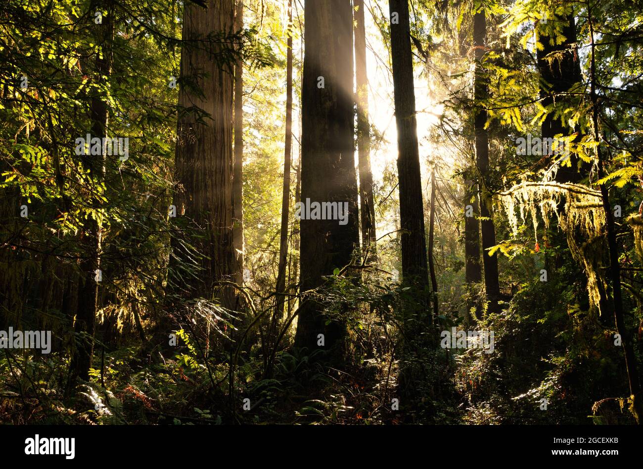 Peaceful forest scene with redwood trees backlit by setting sun Stock Photo
