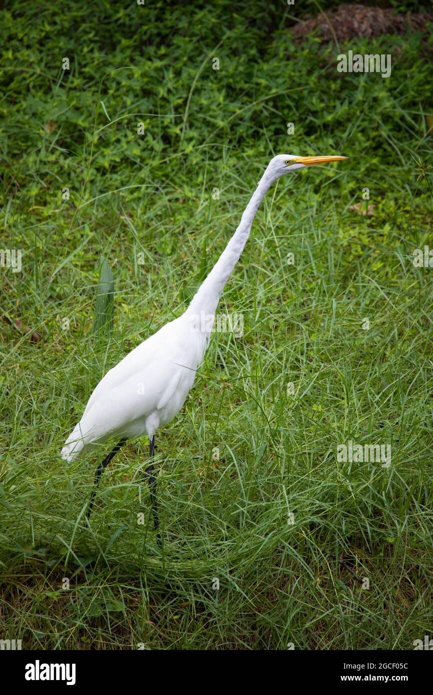 A Great White Egret walks along a grassy bank next to a creek in the Florida Everglades. Stock Photo