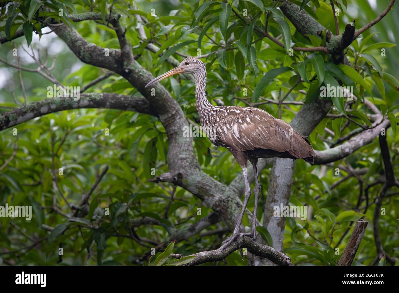 A cute looking Limpkin stands on a tree branch in a wooded area of North Florida in the early morning hours. Stock Photo