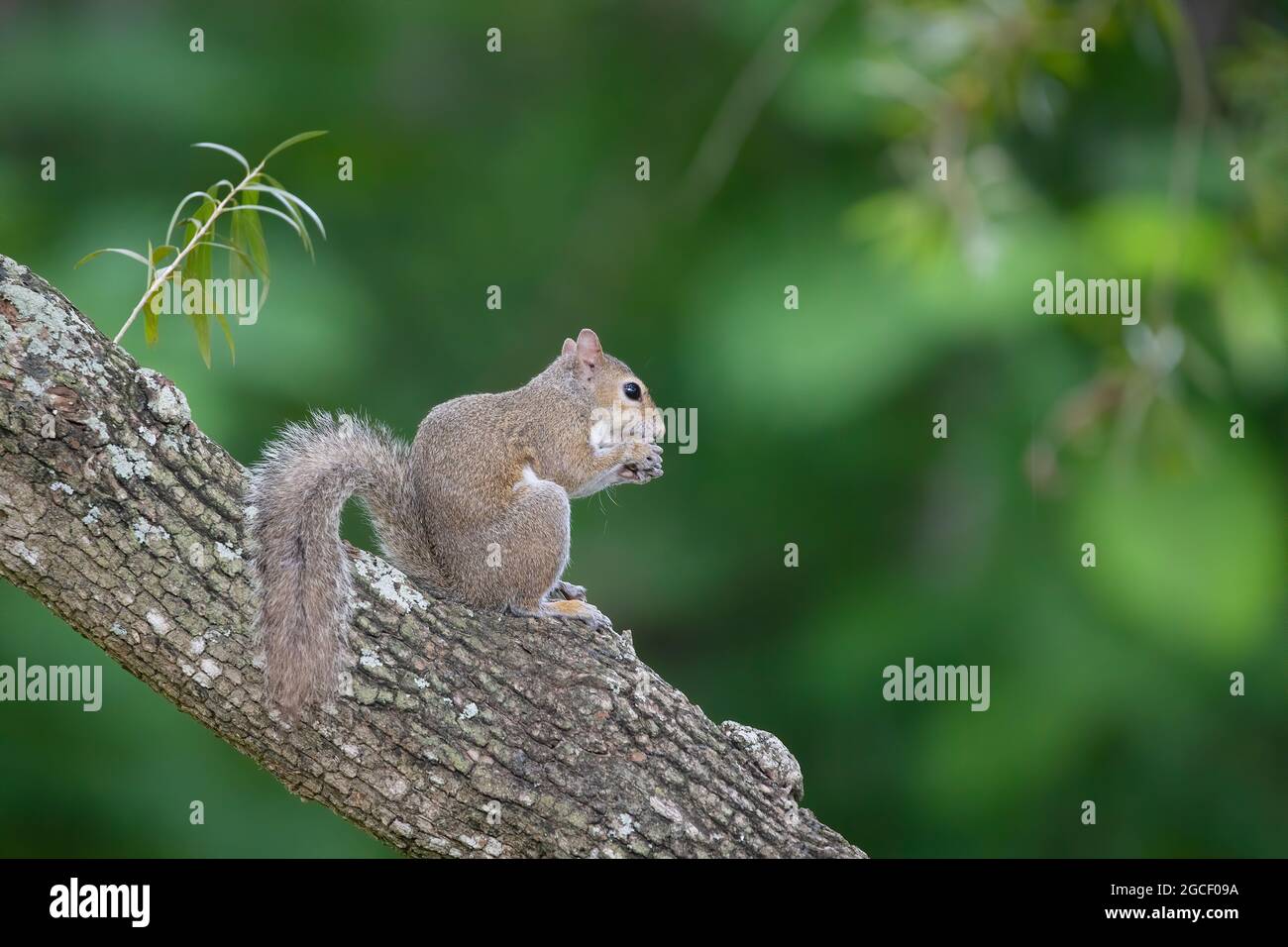 A cute squirrel snacks on a nut while sitting in a tree in the Florida Everglades. Stock Photo