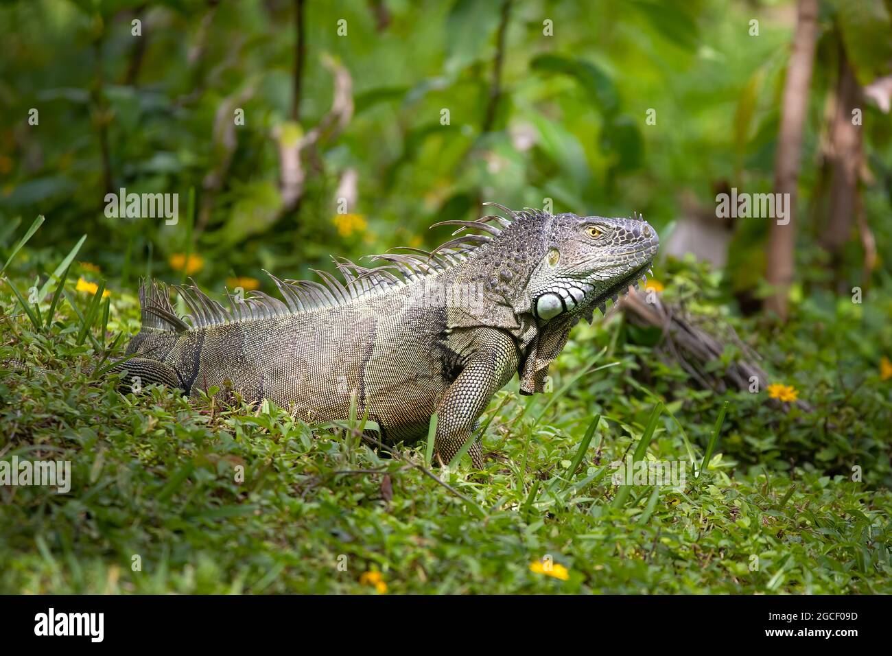 A large male iguana keeps a wary eye on the camera in a small nature park in Fort Lauderdale, FL. Stock Photo