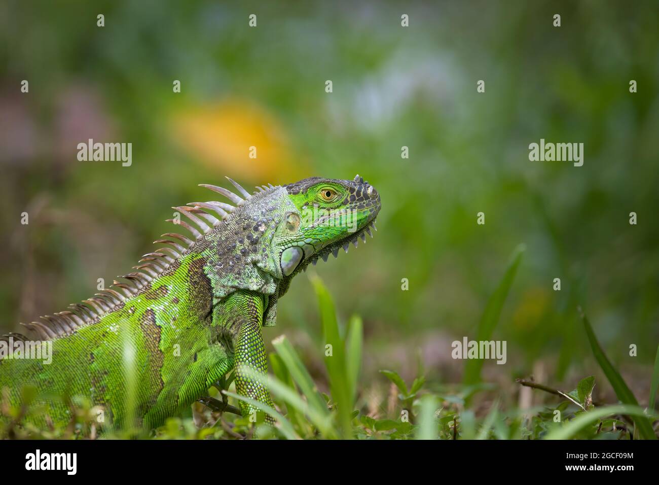 An iguana sits by the water's edge in a nature park in Fort Lauderdale. Stock Photo