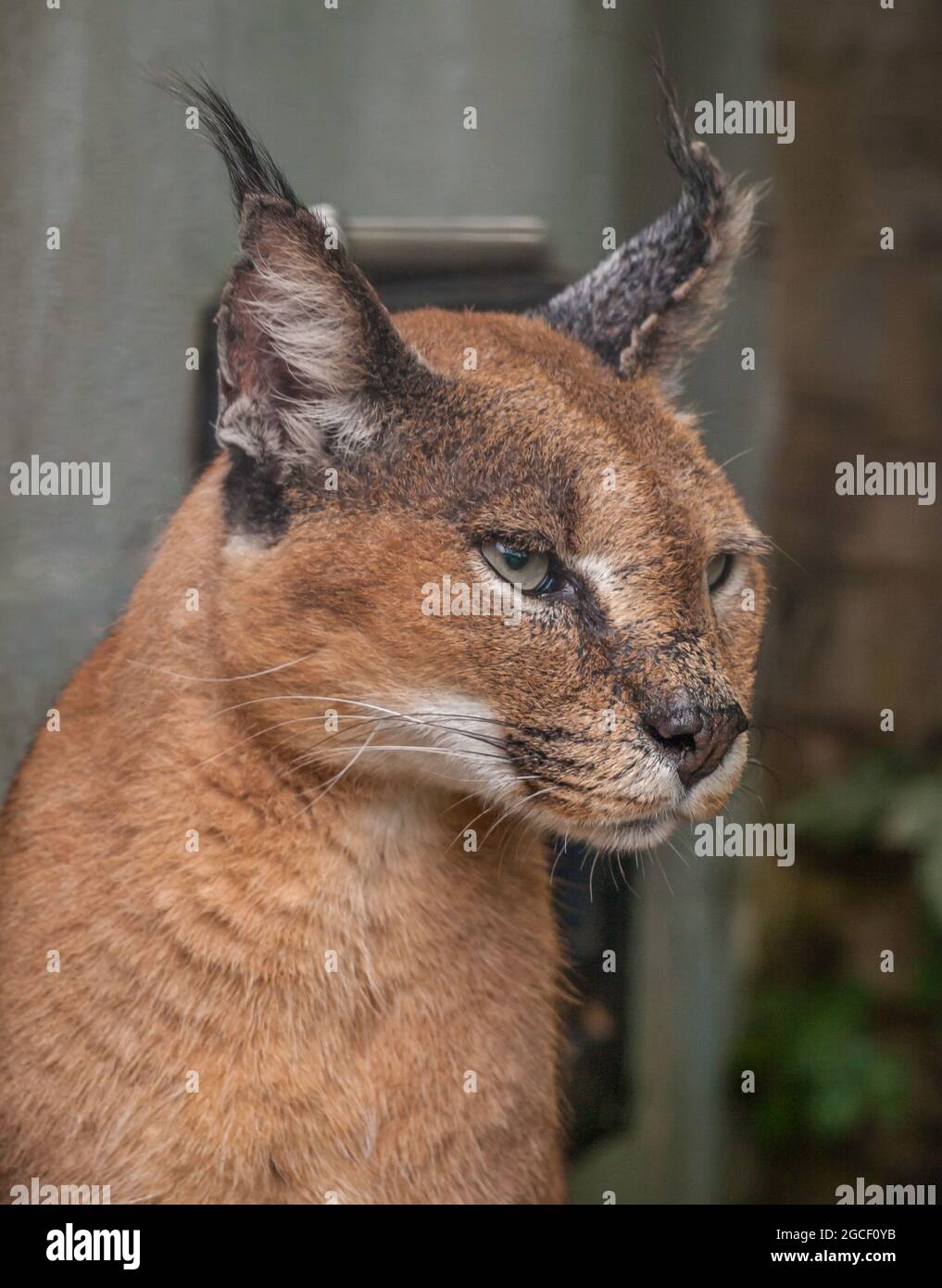 Detail of male caracal (Caracal caracal) head with attentive look. African Lynx / Desert Lynx. Stock Photo