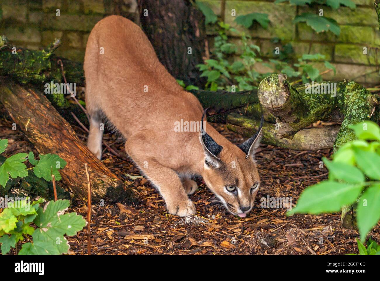 The caracal (Caracal caracal) is a medium-sized wild cat native to Africa, the Middle East, Central Asia and India. Stock Photo