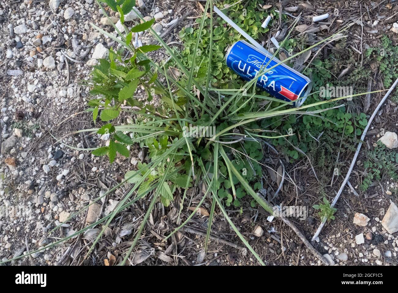 Discarded thrown away trash beer can and cigarette butt litter laying in green plant. Georgetown, Texas USA Stock Photo