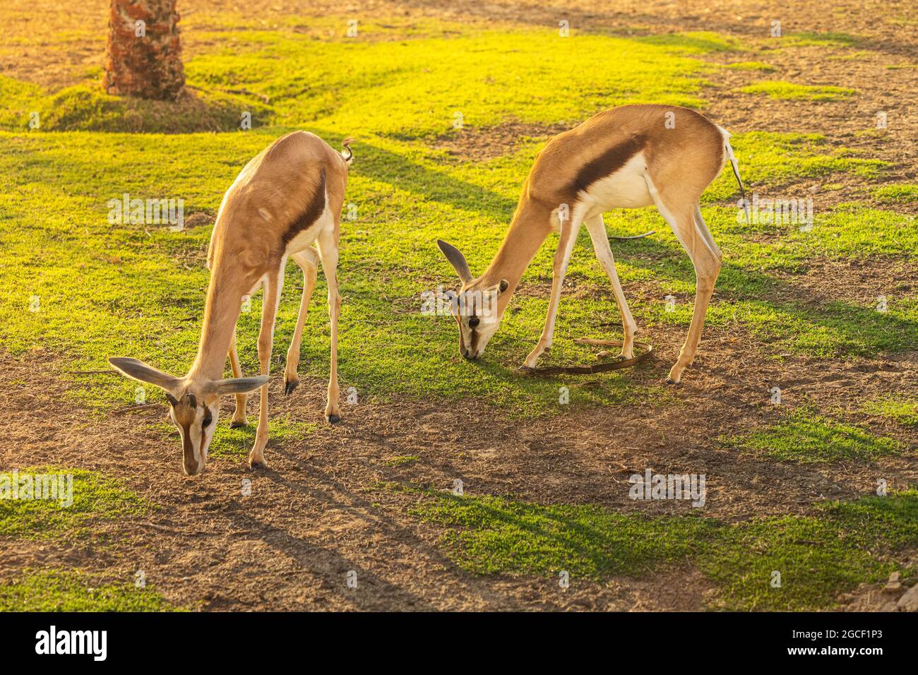 Two of Thomsons baby gazelles graze on the fresh, juicy grass, yet they feel anxious at the close presence of the predator. Stock Photo