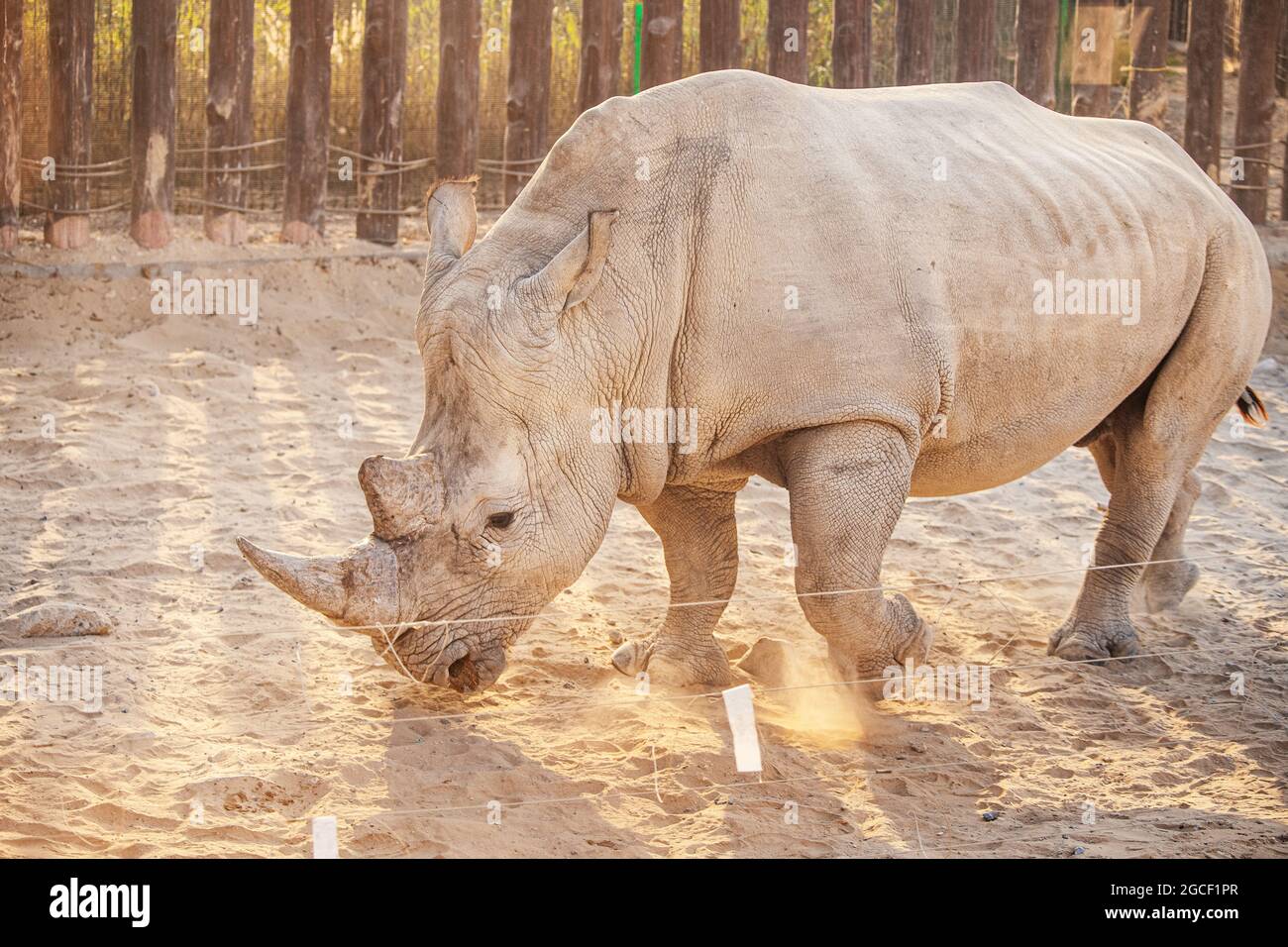 A huge powerful and strong rhinoceros in the zoo on the background of the fence. A symbol of muscular strength and thick skin Stock Photo