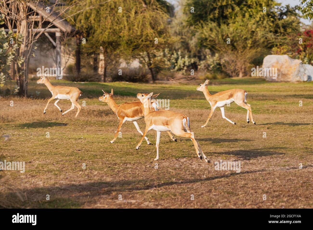 A herd of Female Garna, or Indian antelope, have fun running away from danger in the zoo Stock Photo