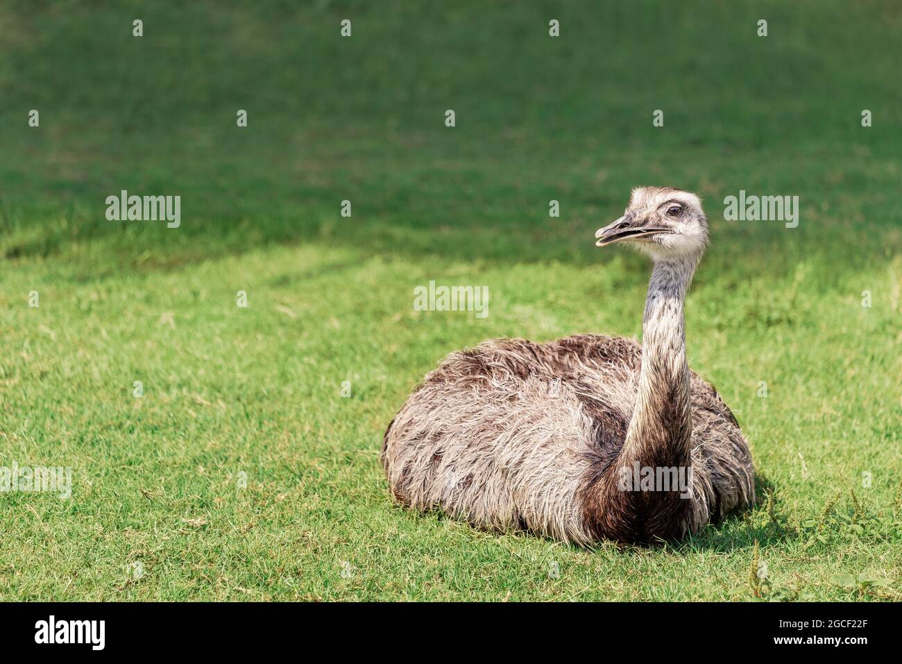 Nandu ostrich sits amusingly on a green lawn and looks away. The extraordinary appearance of these giant birds is similar to the ancient ancestors of Stock Photo