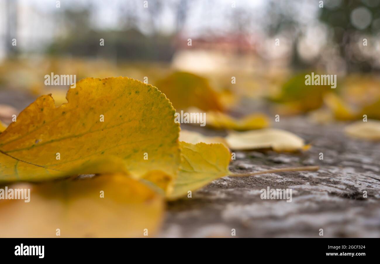 autumn leaves on the ground macro close up Stock Photo - Alamy