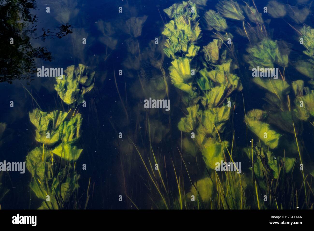 Aquatic plants growing beneath clear water surface with reflections Stock Photo