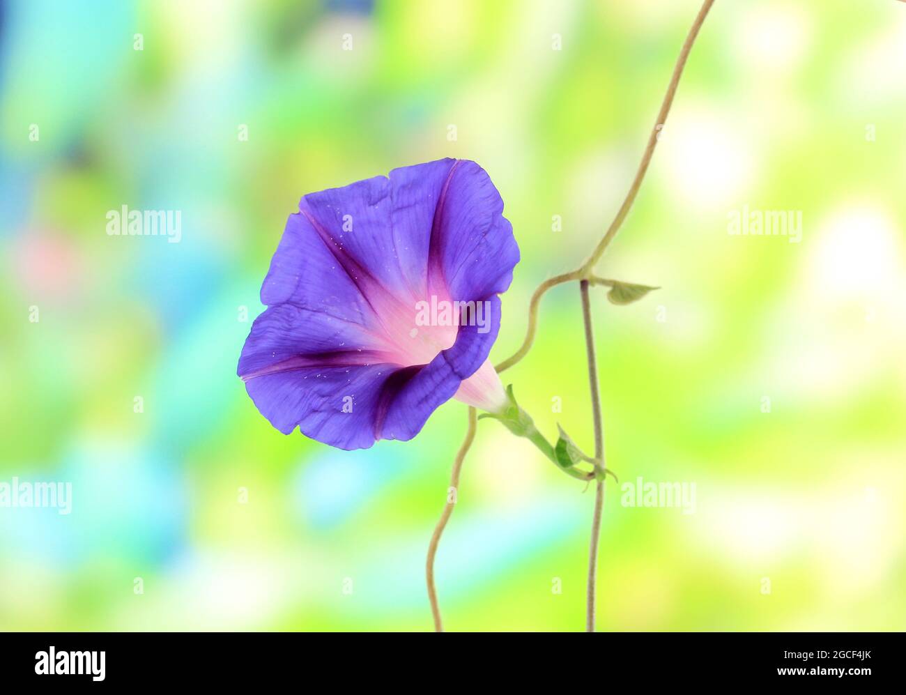 Blue convolvulus (bindweed) flower on nature background Stock Photo - Alamy