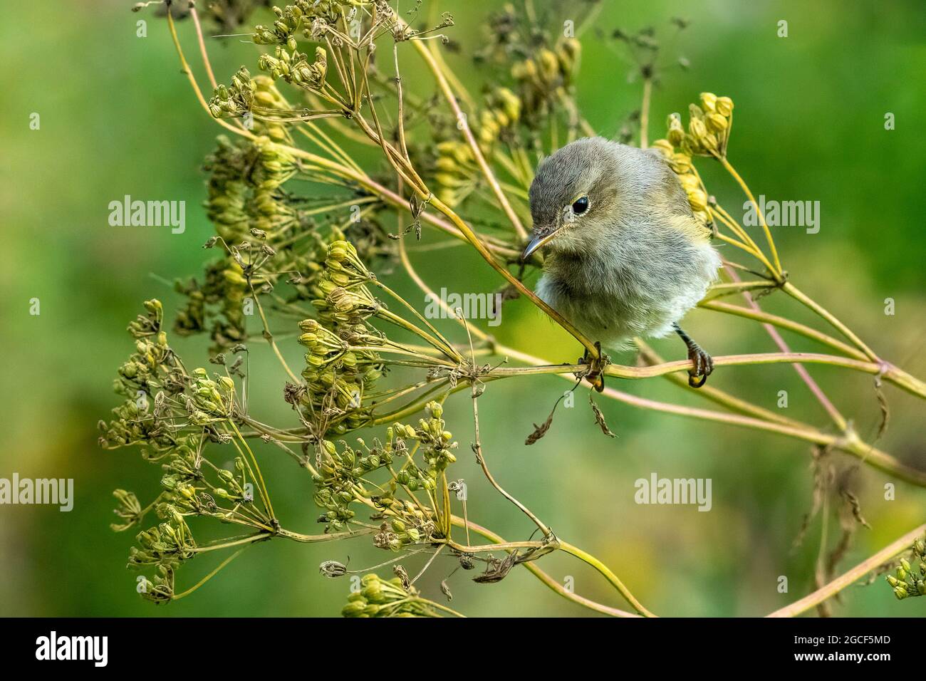 Eurasian Reed Warbler (Acrocephalus scirpaceus) on Seed Heads Stock Photo