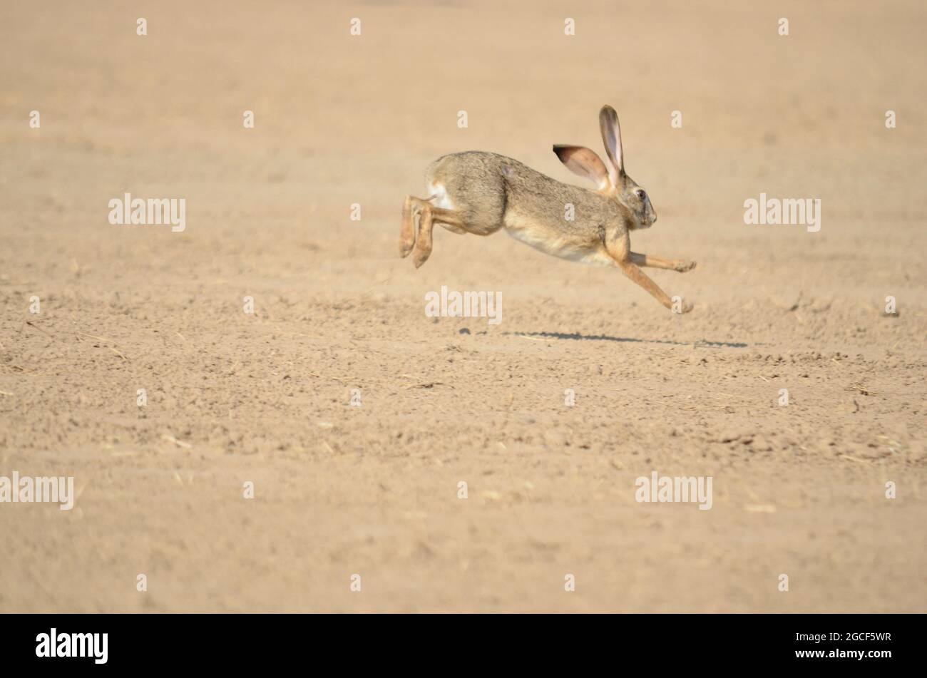 A wild Rabbit running a ground Stock Photo Alamy