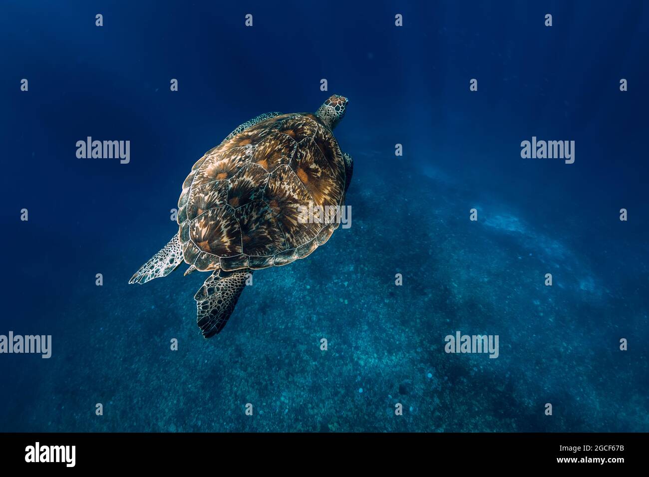 Sea turtle glides in deep ocean. Beautiful green sea turtle underwater ...
