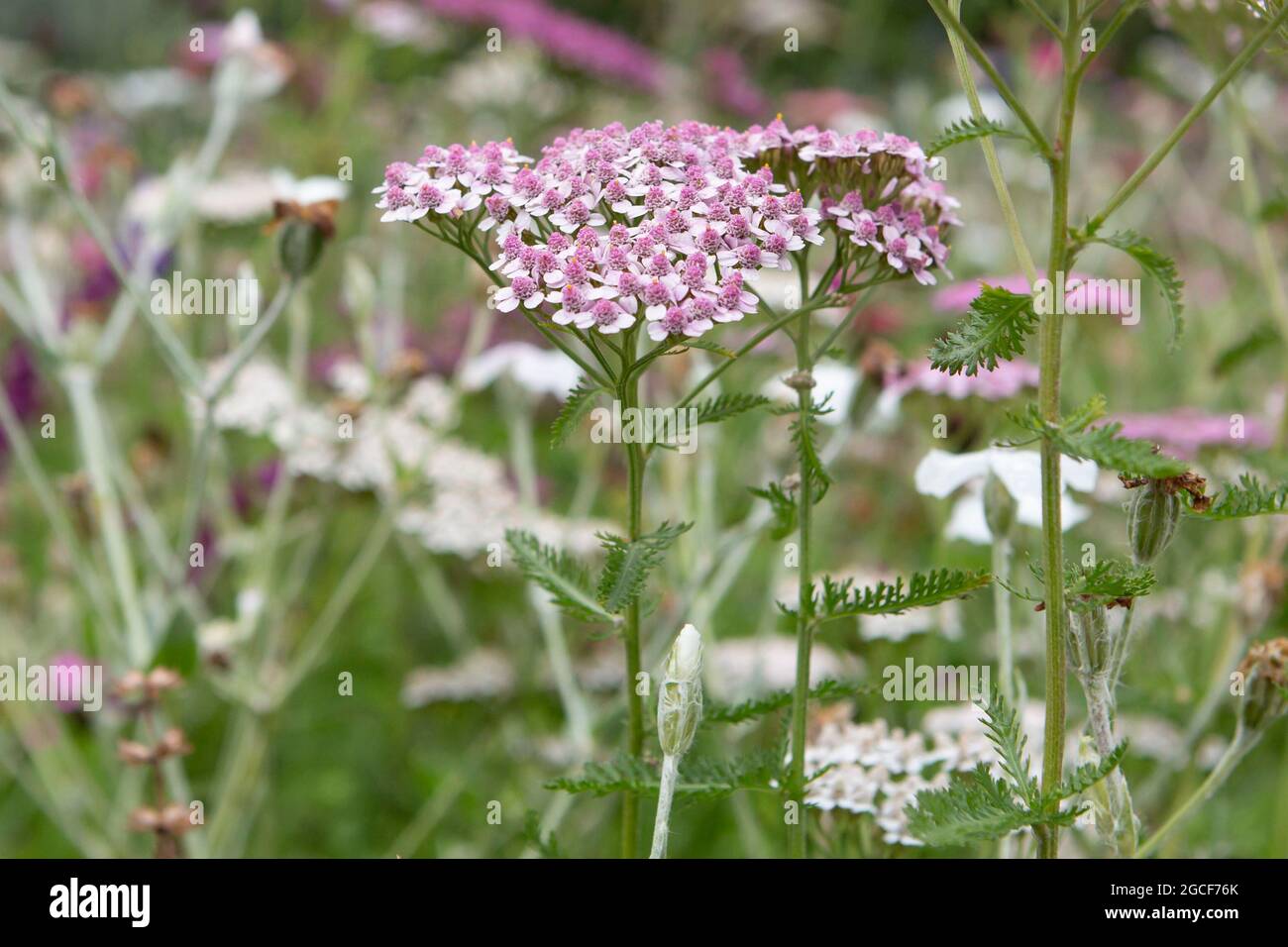 Wild meadow flowers with grass Stock Photo - Alamy