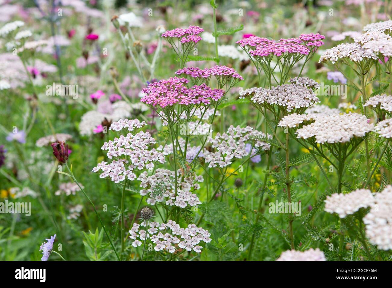 Wild meadow flowers with grass Stock Photo - Alamy