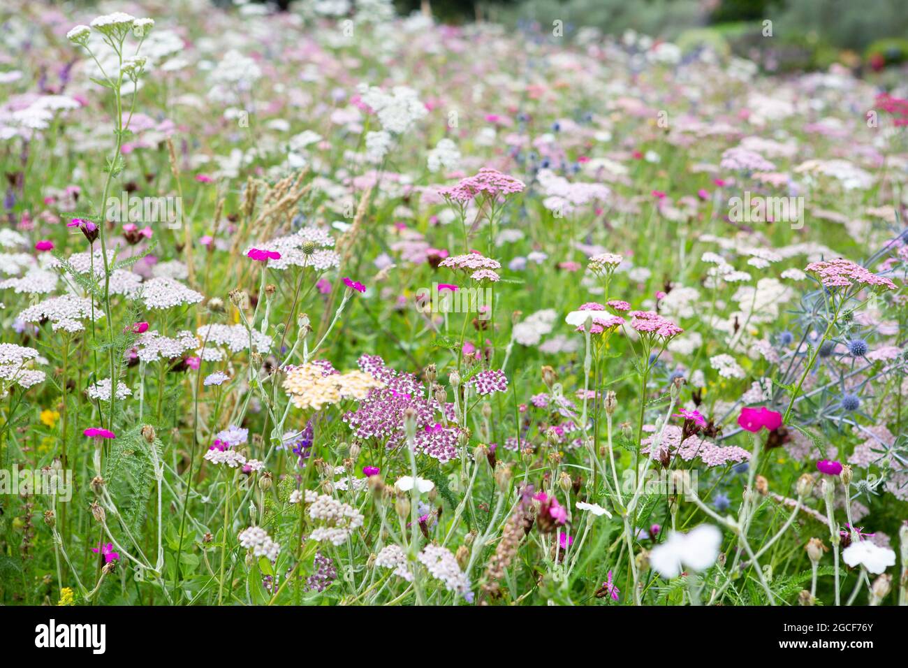 Wild meadow flowers with grass Stock Photo - Alamy