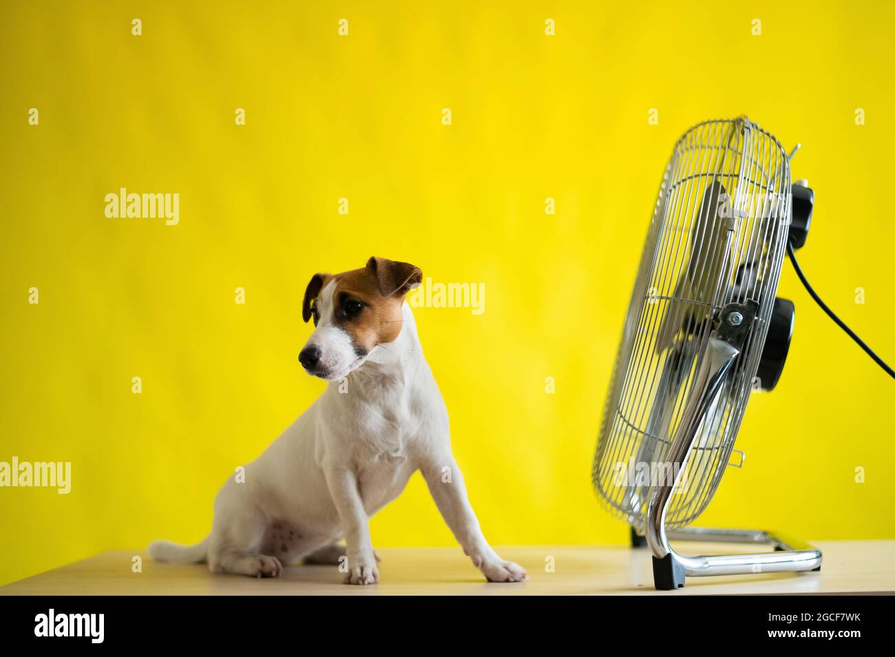 A Small Cute Dog Sits On A Table In Front Of A Large Electric Fan On