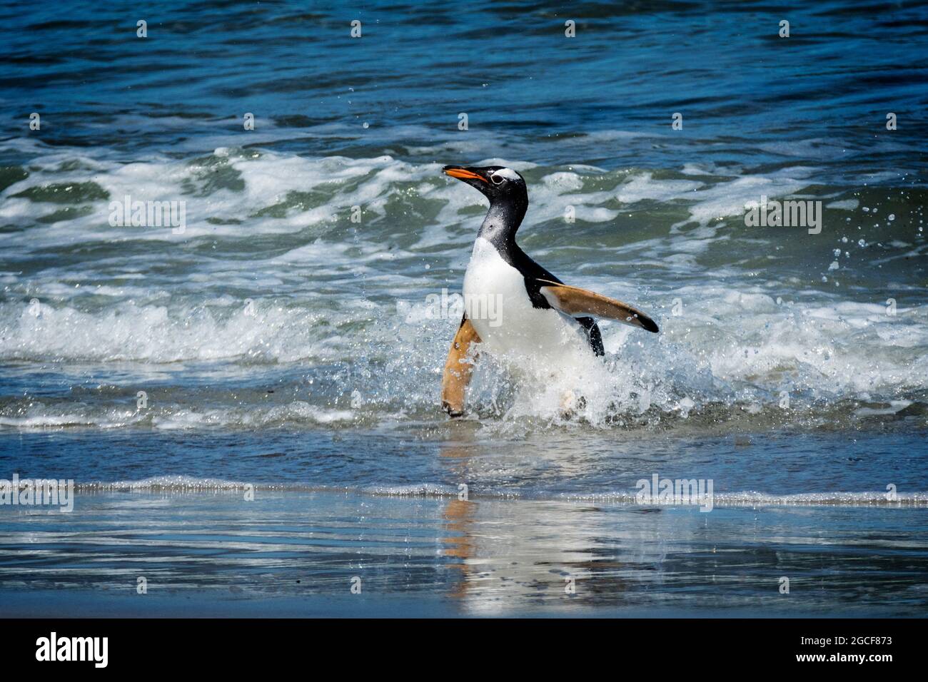 Gentoo Penguin, Pygoscellis papua, in the surf at the Neck on Saunders Island, Falkland Islands, South Atlantic Ocean Stock Photo