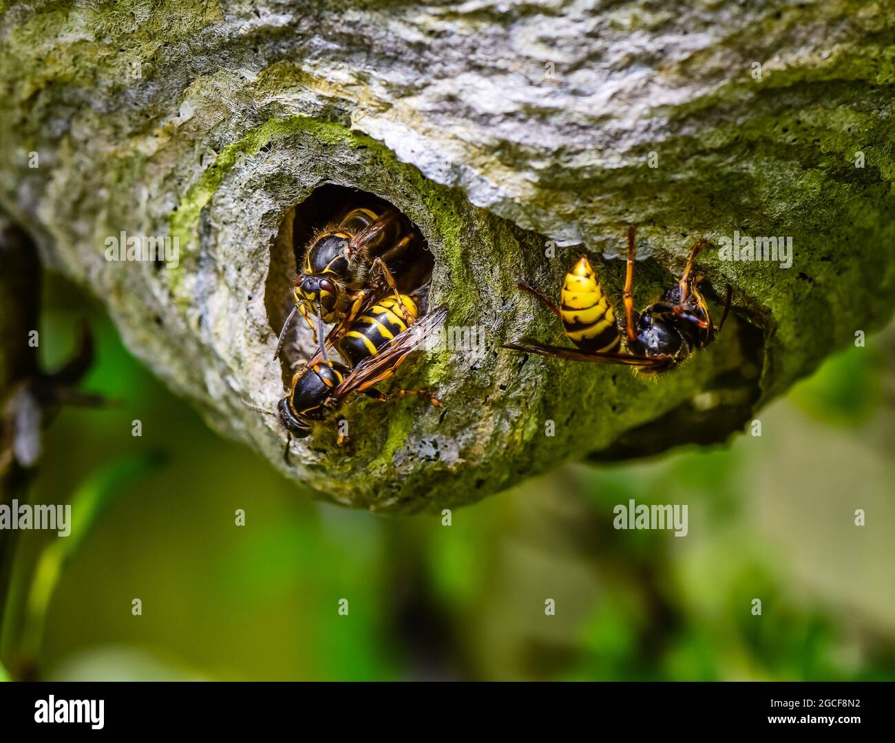 Wasps leaving the nest in a Country Garden. Stock Photo