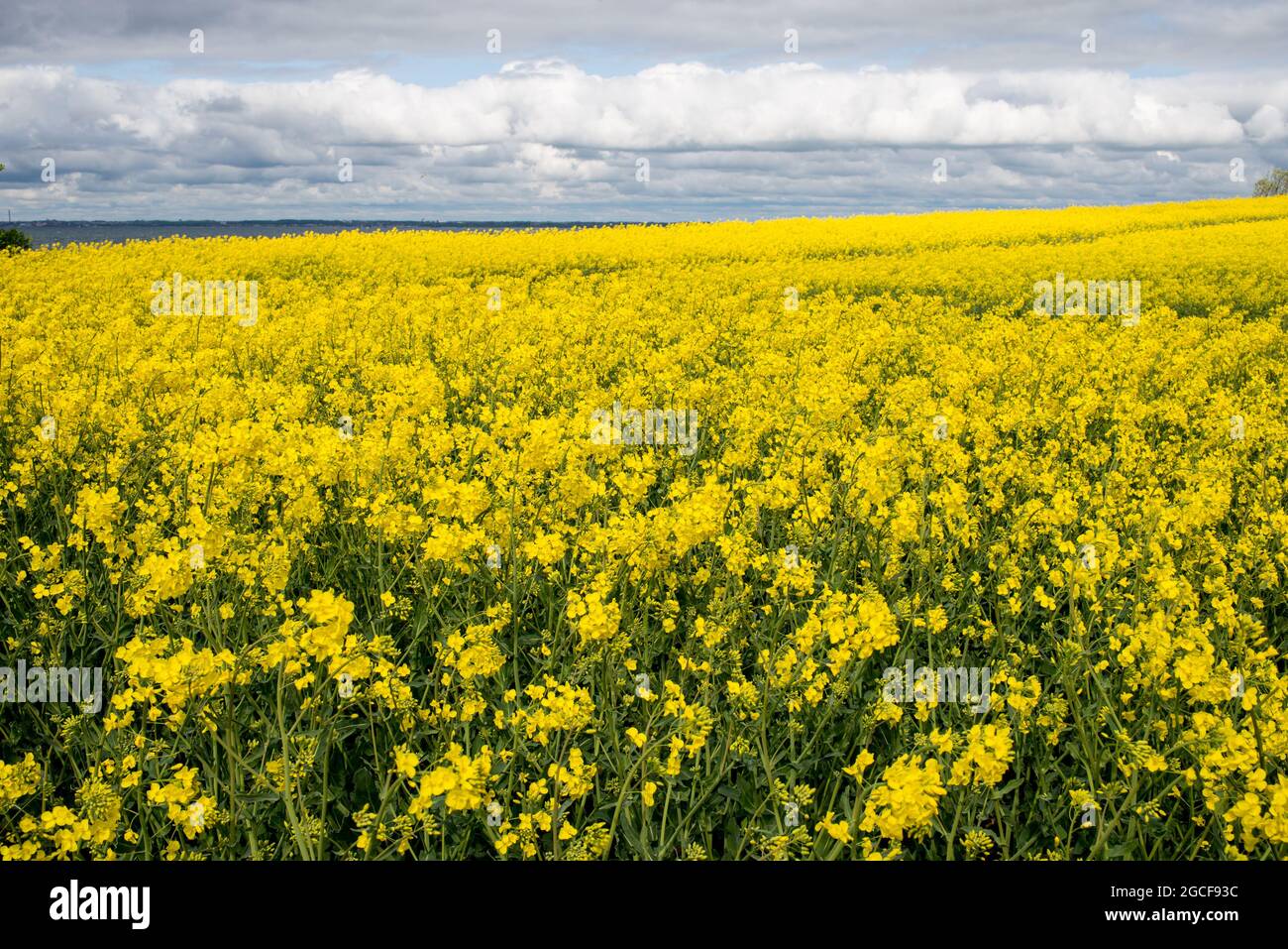 Beautiful landscape on the island Ven in the Øresund between Denmark and Sweden in May with a field of yellow rapeseed flowers Stock Photo