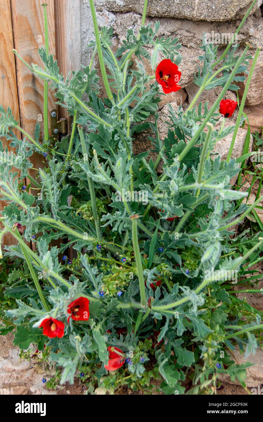 Red horned-poppy. Glaucium corniculatum Stock Photo