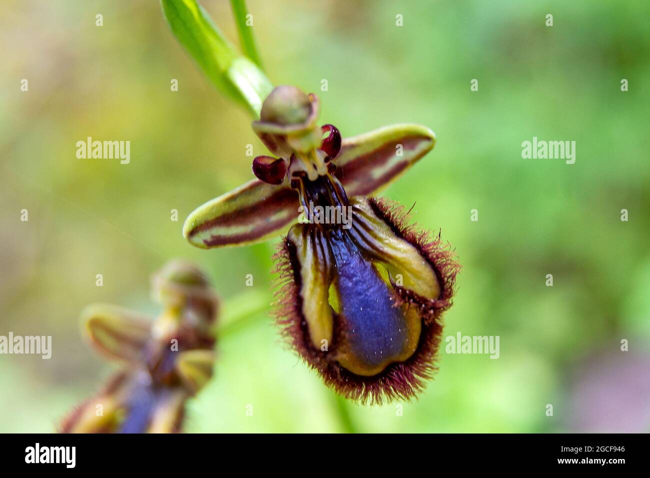 Ophrys speculum. mirror orchid Stock Photo