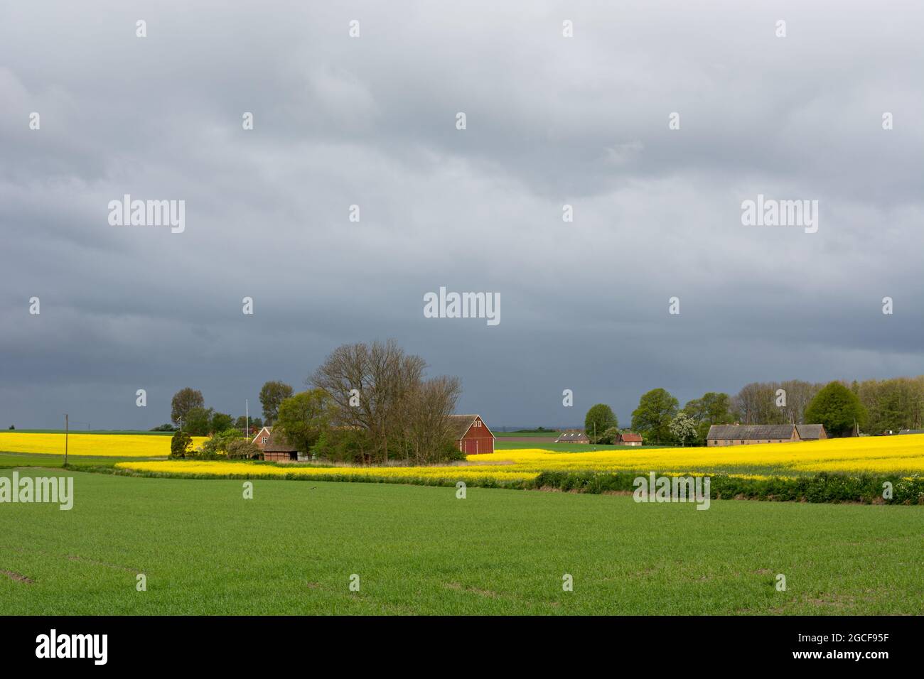 Beautiful landscape on the island Ven in the Øresund between Denmark and Sweden in May with yellow rapeseed flowers Stock Photo