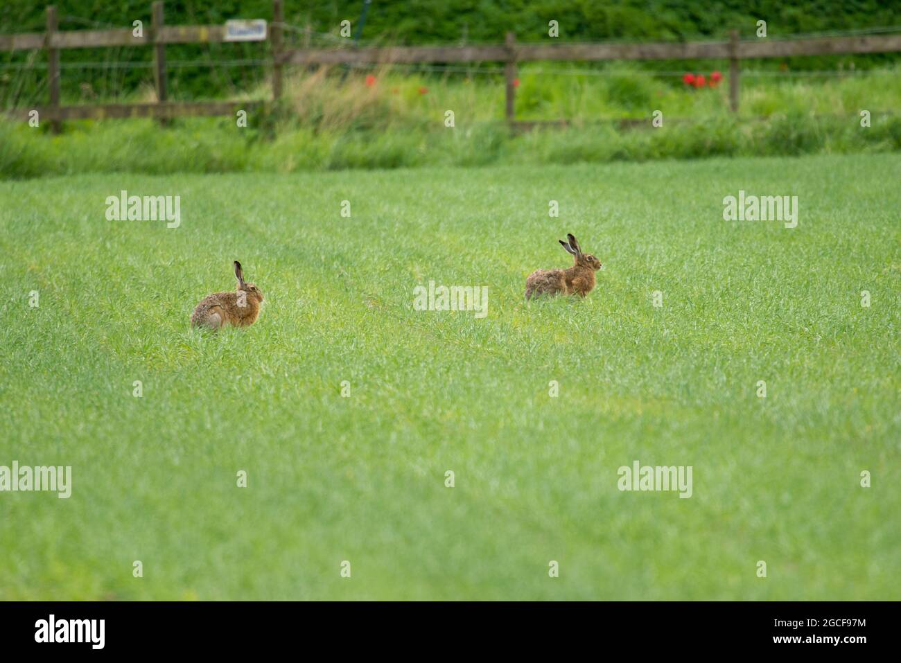 European hare (Lepus europaeus) in its natural environment on the island Ven in Sweden Stock Photo