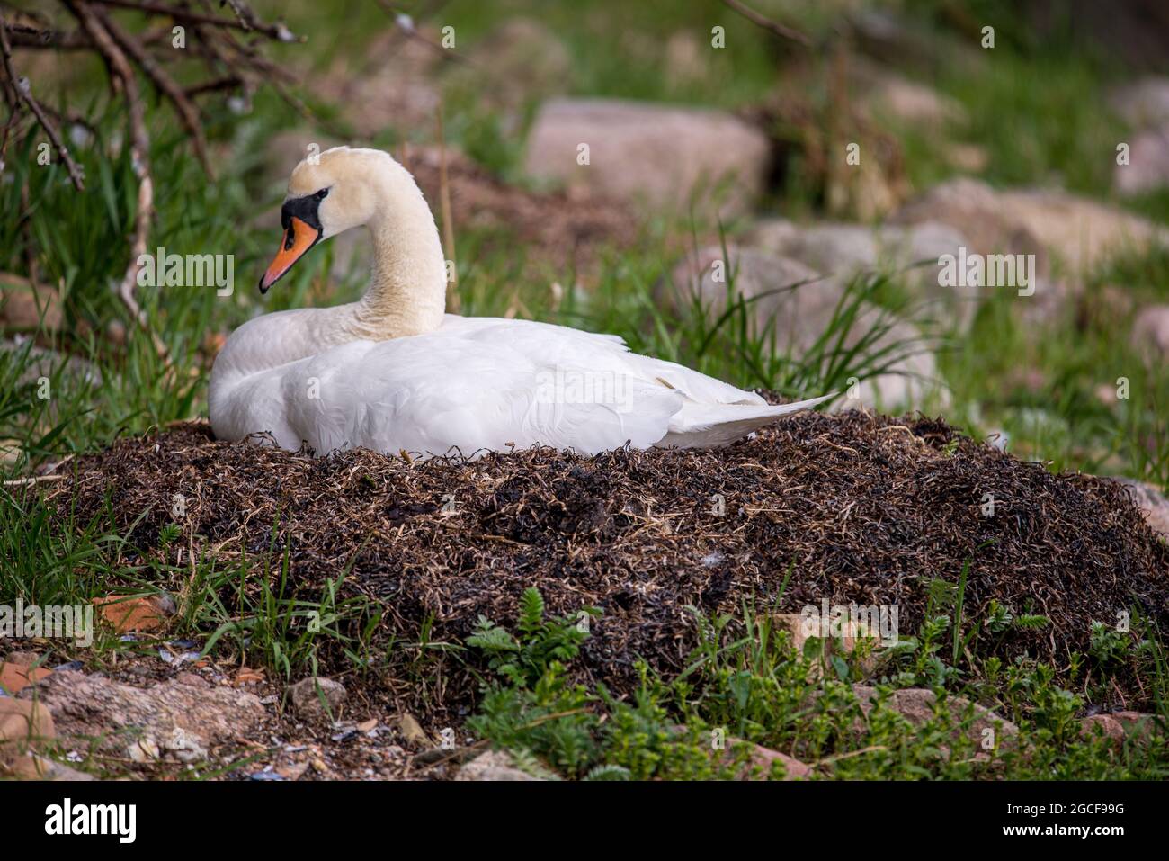 Mute swan (Cygnus olor) on its nest in spring on Ven island in Sweden Stock Photo