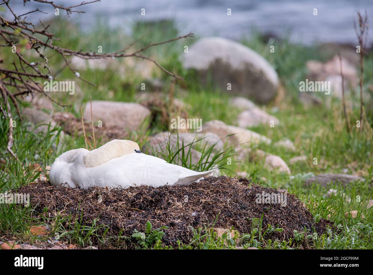 Mute swan (Cygnus olor) on its nest in spring on Ven island in Sweden Stock Photo