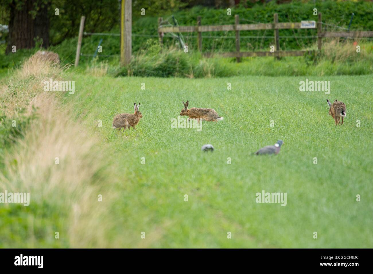 European hare (Lepus europaeus) in its natural environment on the island Ven in Sweden Stock Photo