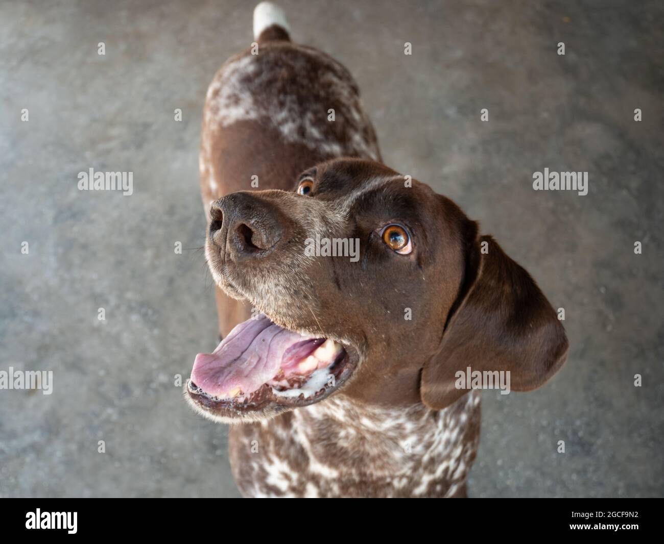 Brown Mongrel Dog with White Spots Excited to Play in Amaga, Colombia Stock Photo