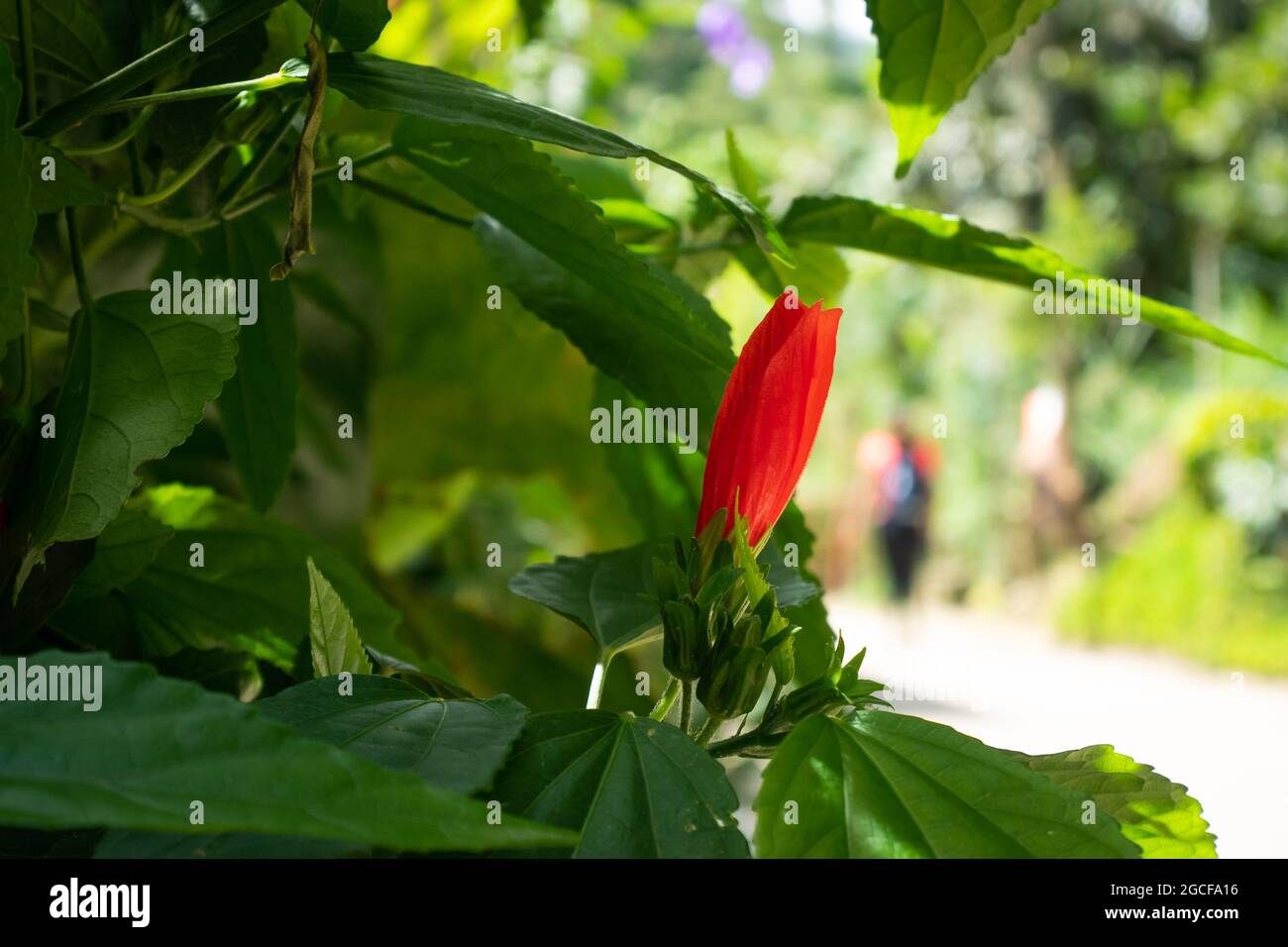 Red Closed Flower Knows as Turkcap, Turk's turban, Wax Mallow, Ladies Teardrop and Scotchman's purse (Malvaviscus arboreus) in the Garden, in a Sunny Stock Photo