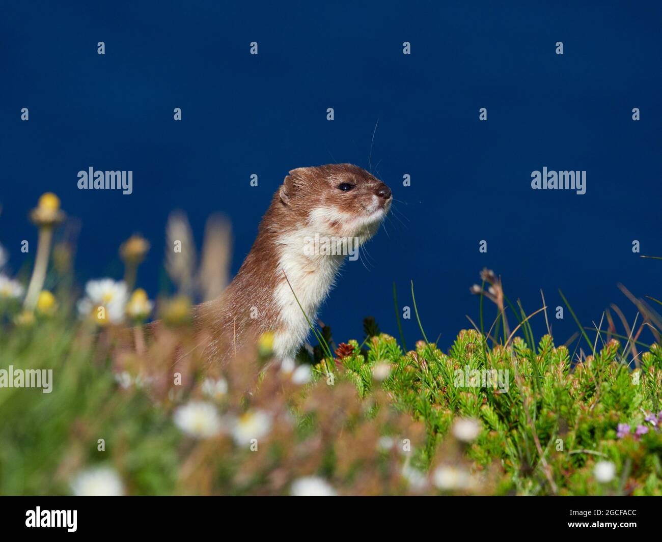 Least weasel on the north coast of the Highlands, Scotland, UK Stock Photo