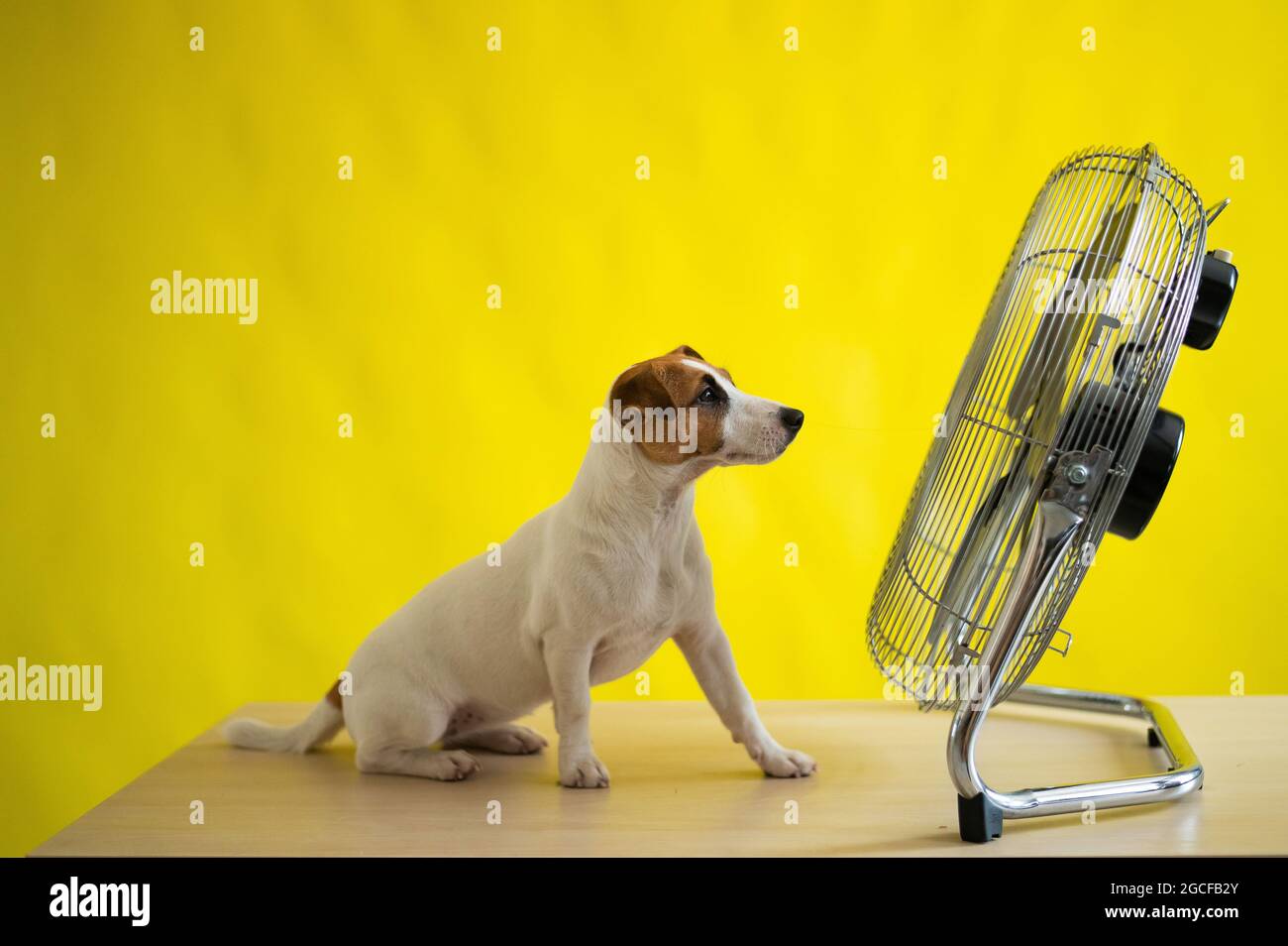 A Small Cute Dog Sits On A Table In Front Of A Large Electric Fan On