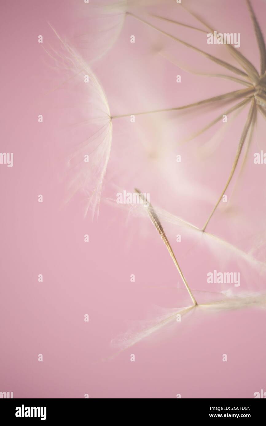 giant dandelion seeds macro on pastel color background Stock Photo