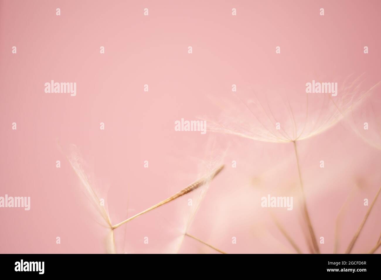 giant dandelion seeds macro on pastel color background Stock Photo