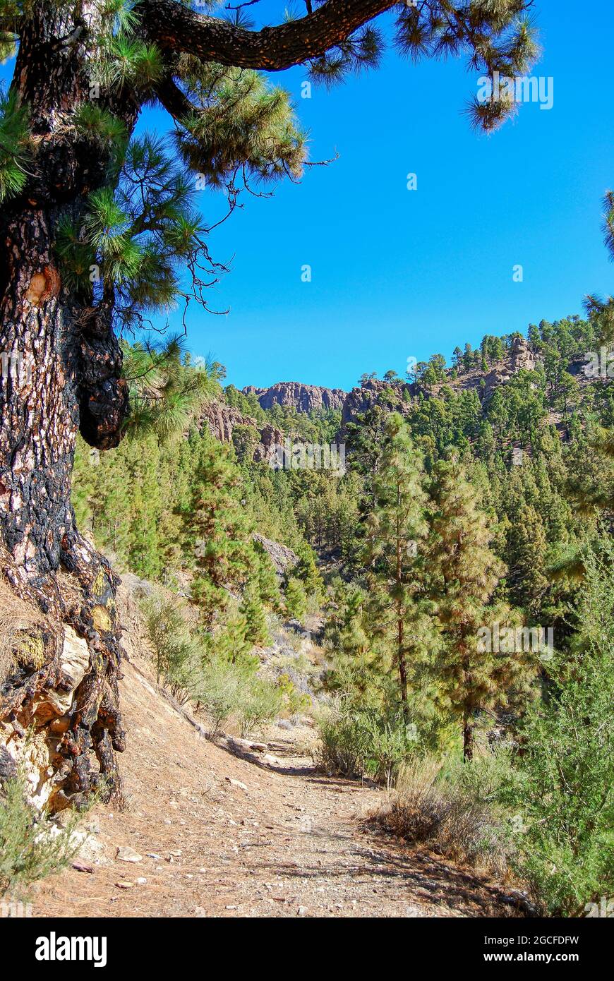 Walking track through Canarian pine forests, Mt.Teide, Tenerife, Canary Islands, Spain Stock Photo
