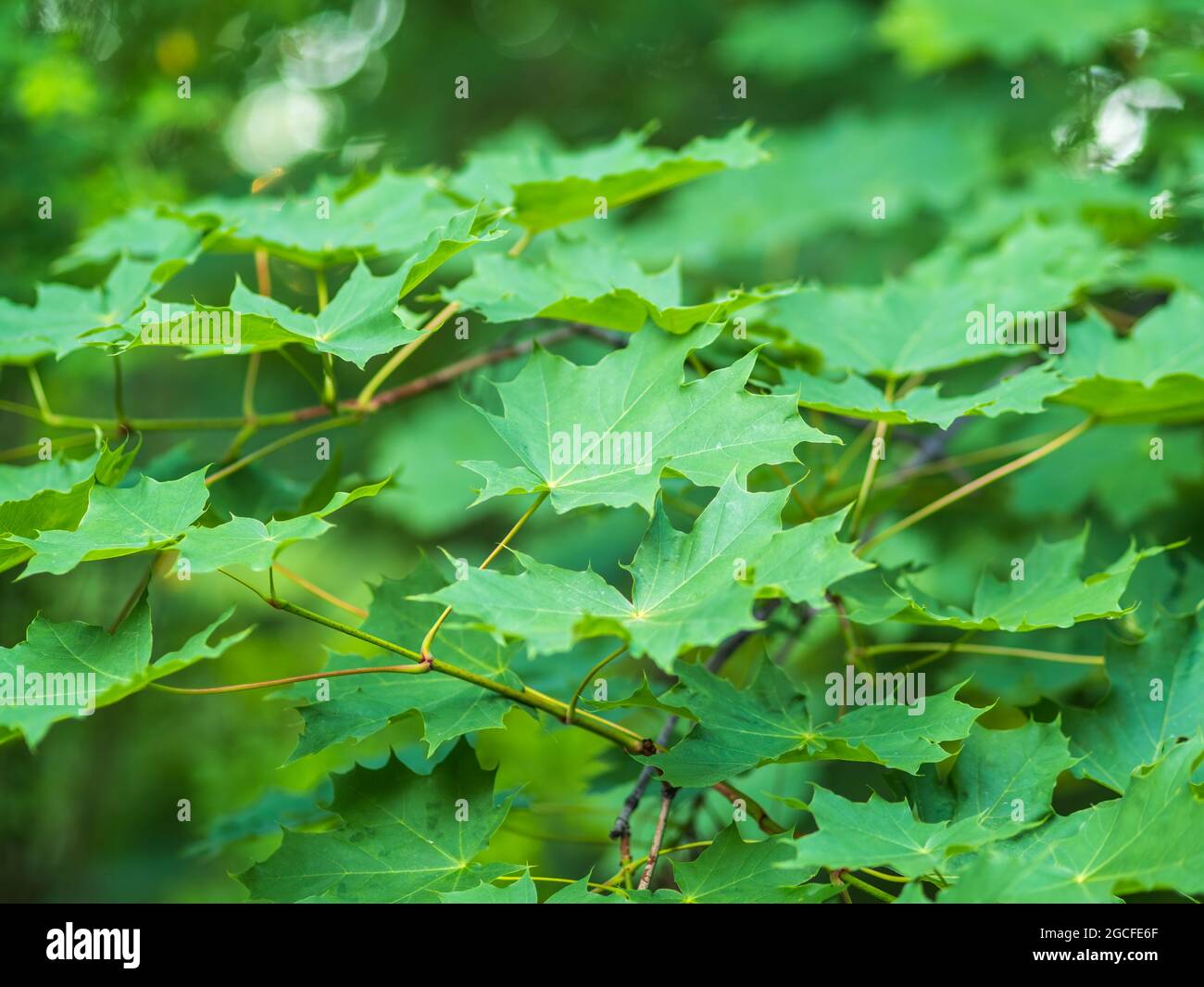 Spring Maple Tree Branch Spring branches of maple tree with fresh green leaves. Spring ...