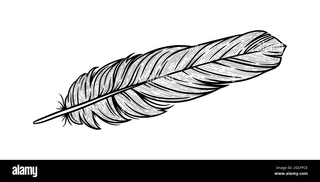 Bird feather sketch. Indian decorative feather isolated in white