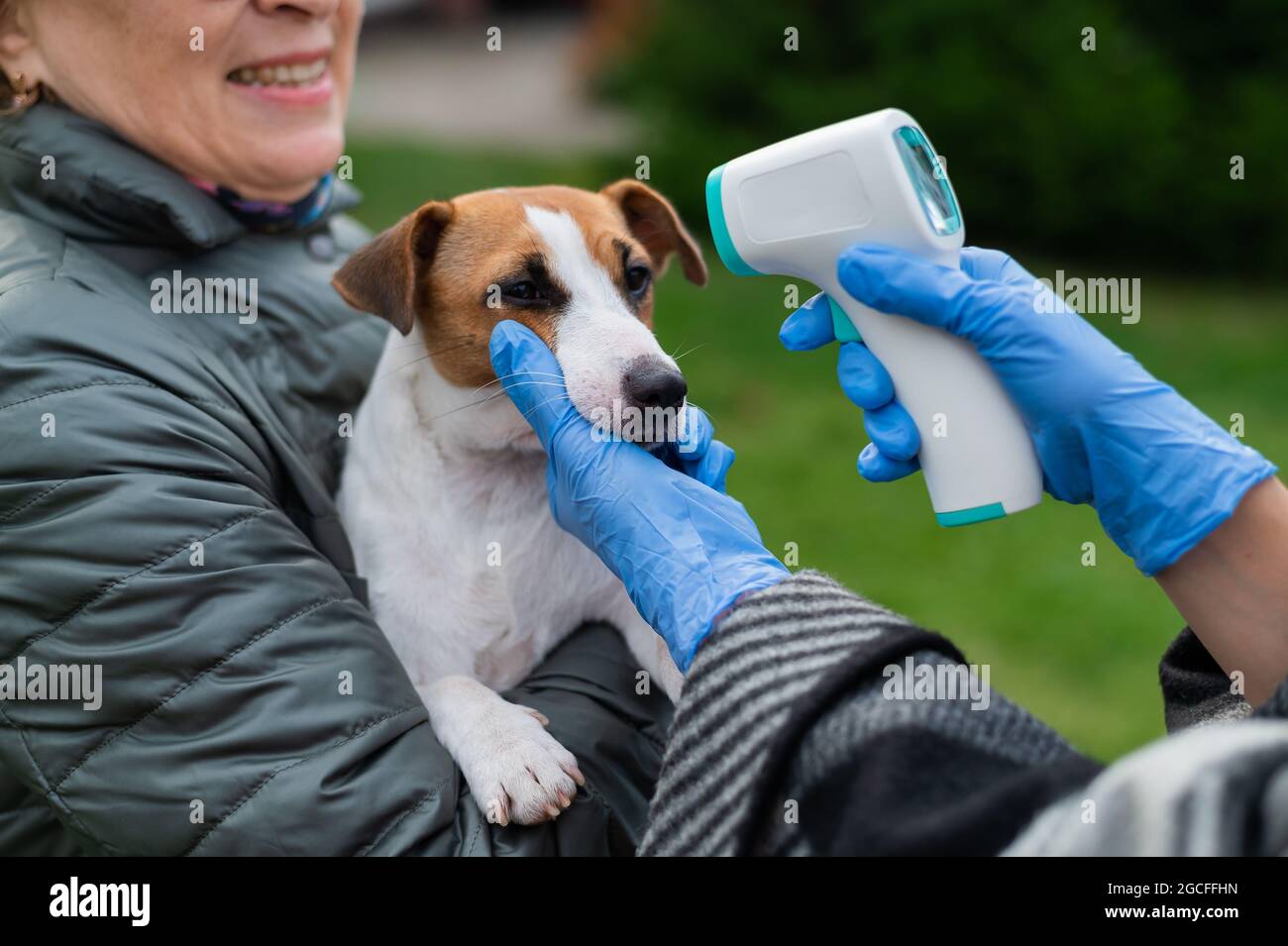 The veterinarian measures the temperature of the dog with a non-contact infrared  thermometer outdoors Stock Photo - Alamy