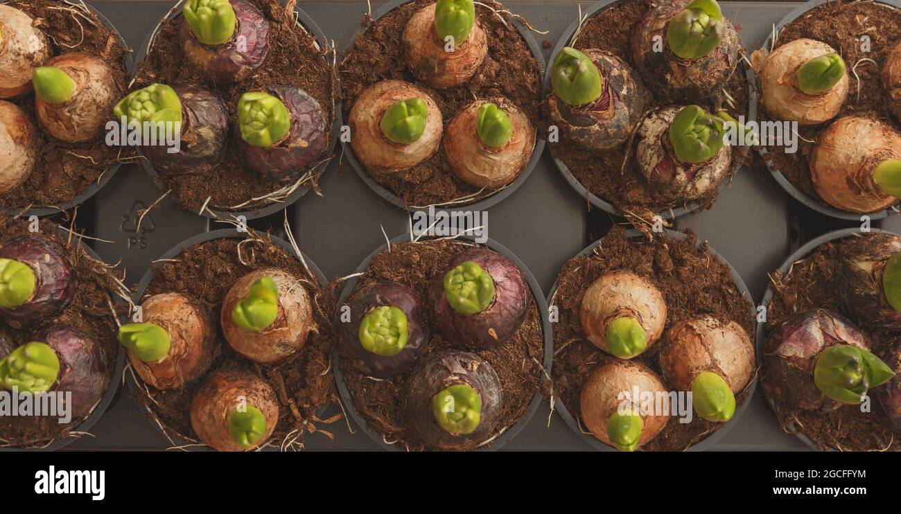 Flower bulbs in pots ready for planting in the flowerbed on isolated