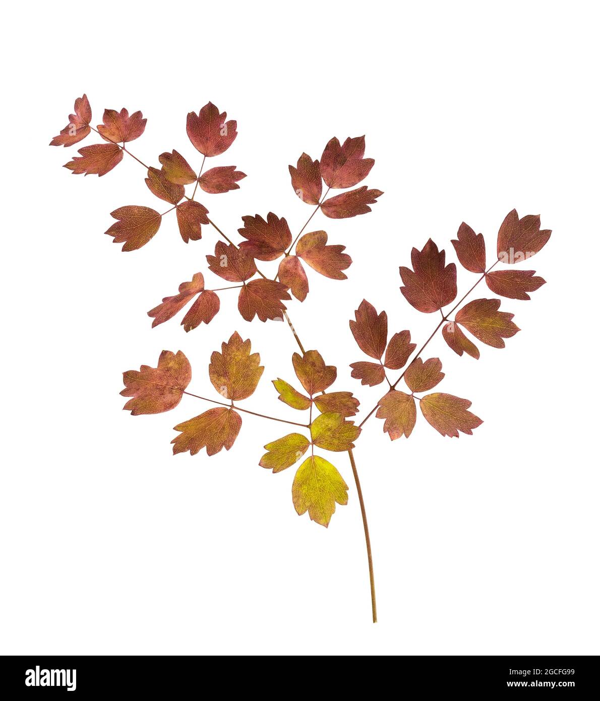 Branch of autumn leaves isolated on white background Stock Photo - Alamy