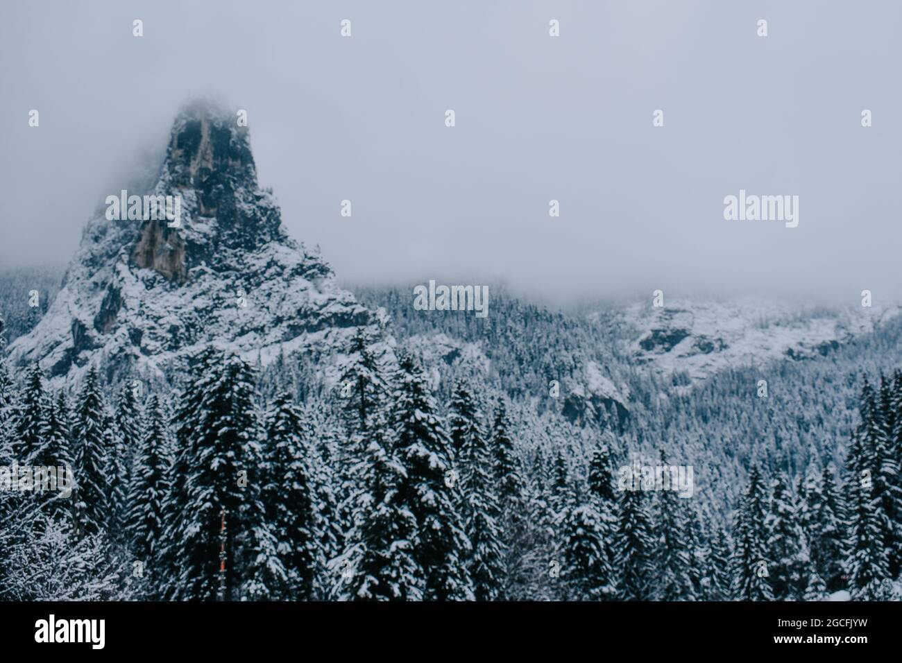 The fog on the snowy forest in winter Stock Photo - Alamy